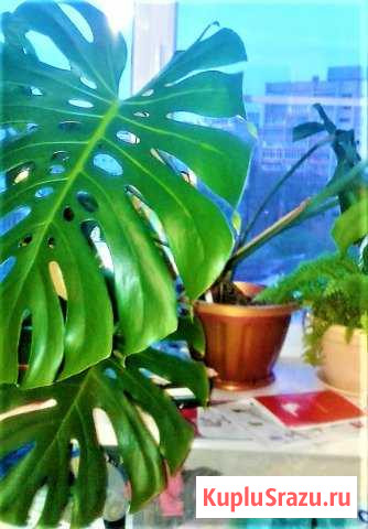 Монстеру с большими листьями Обнинск - изображение 1