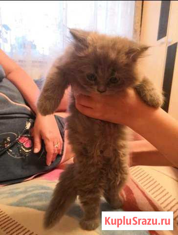 Котенок Сокол - изображение 1