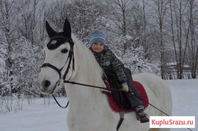 Катание и обучение верховой езде на лошадях Тоншалово - изображение 1