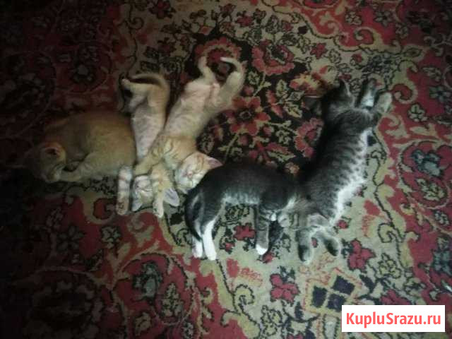 Котята Анна - изображение 1