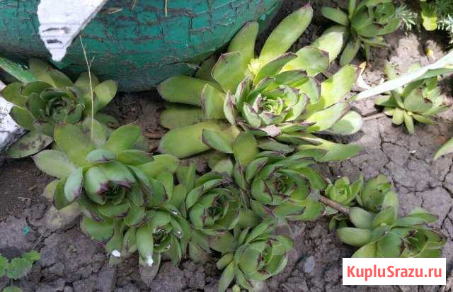 Каменная роза Щигры - изображение 1