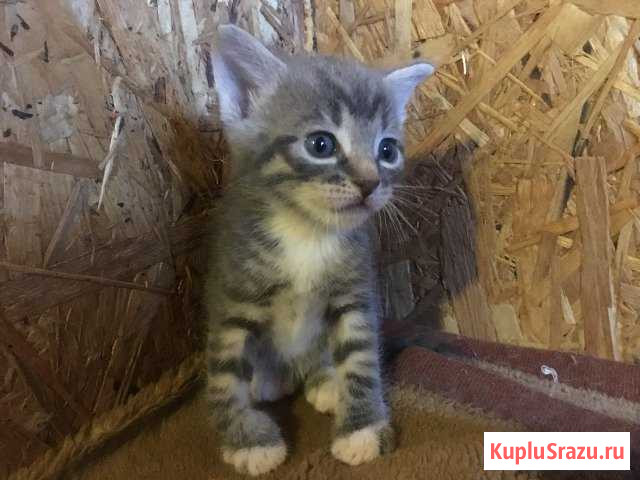 Котята Светлогорск - изображение 1
