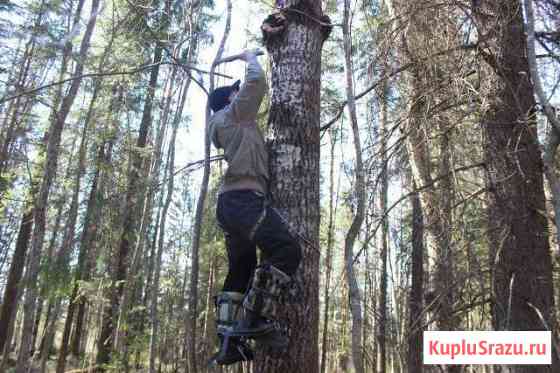 Древолазы Гаффы Петрозаводск