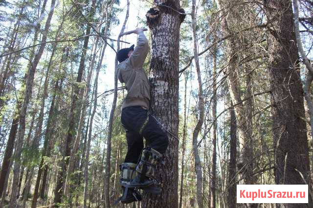 Древолазы Гаффы Петрозаводск - изображение 1