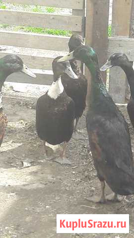 Семья уток Кемерово - изображение 1