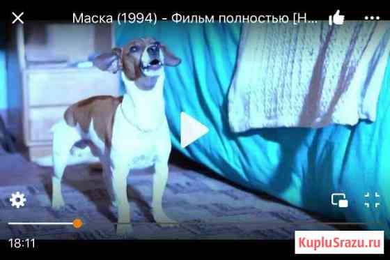 Джек Рассел Для вязки Симферополь