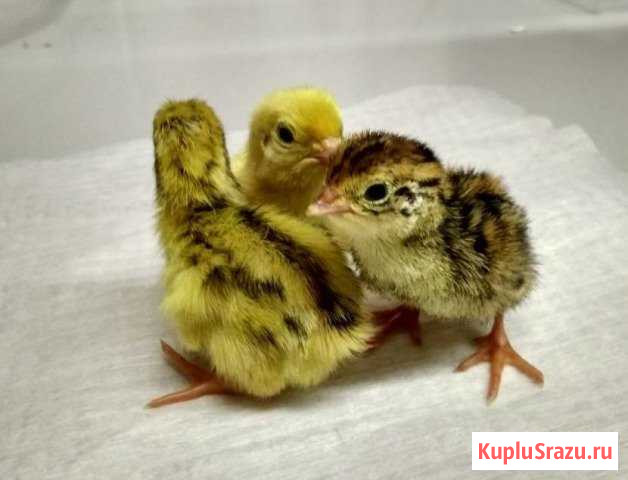 Яйцо инкубационное, суточные перепела Пенза - изображение 1