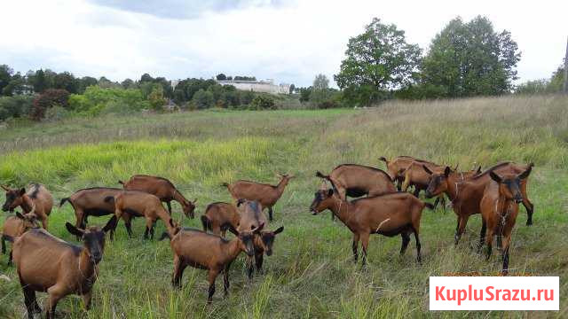 Козье молоко Псков - изображение 1