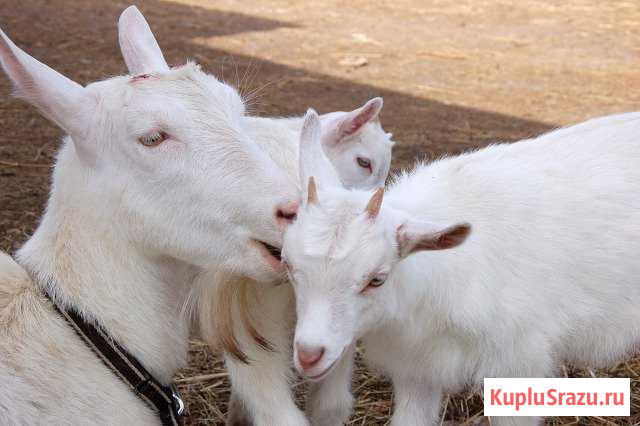 Продам молодых козочек от молочной козы Саранск - изображение 1