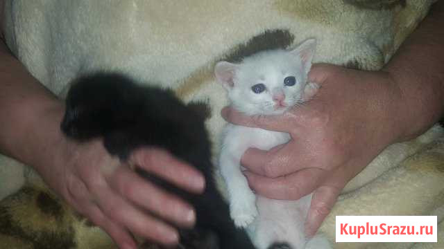 Котяка Владикавказ - изображение 1