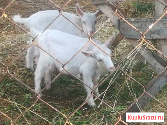 Козлята заанские Смоленск - изображение 1