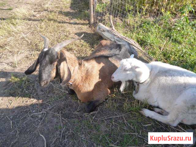 Молоко козье, яйцо домашнее Ногинск - изображение 1