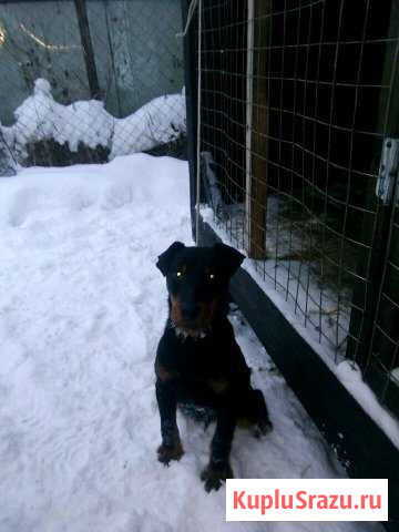 Ягдтерьер Наро-Фоминск - изображение 1