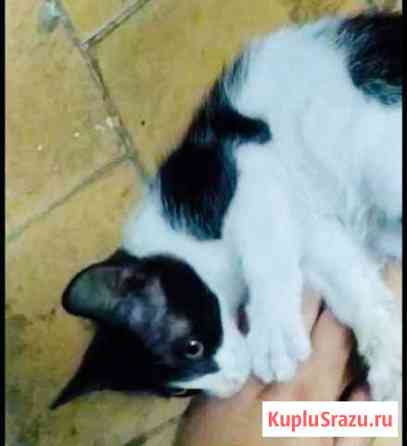Котёнок в добрые руки Пушкино