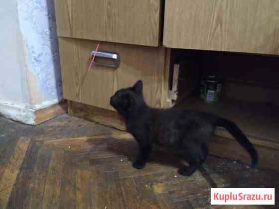 Темно-кофейный котенок Лобня