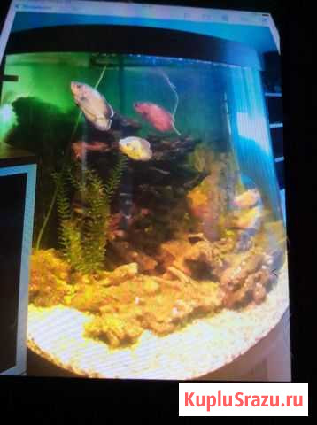 Животные аквариум Красногорск - изображение 1