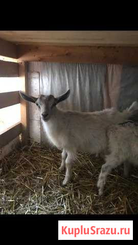 Козлята Серпухов - изображение 1