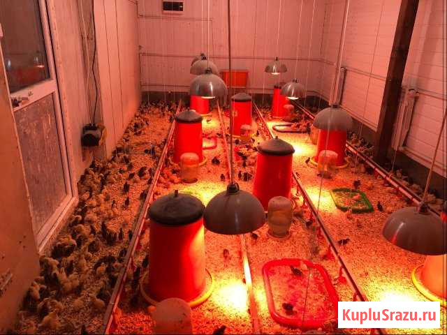 Кормушки,Поилки,инкубатор Бронницы - изображение 1
