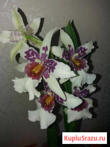 Орхидея Камбрия Beallara Tacoma Glasier Железнодорожный - изображение 1