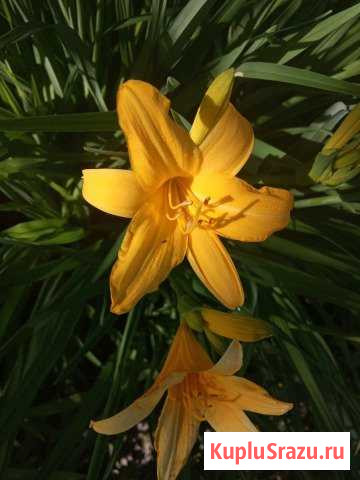 Лилейник Котельники - изображение 1