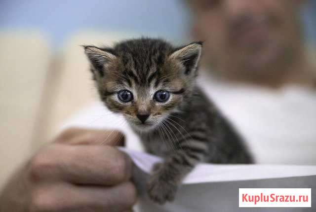 Кошечка ищет дом Краснознаменск - изображение 1