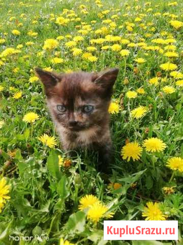 Котенок Воскресенск - изображение 1