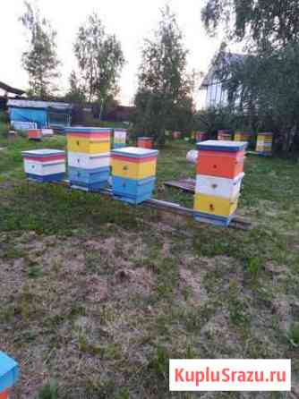Продам пчелы Домодедово