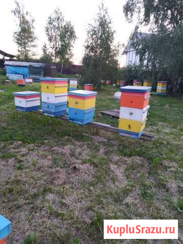 Продам пчелы Домодедово - изображение 1