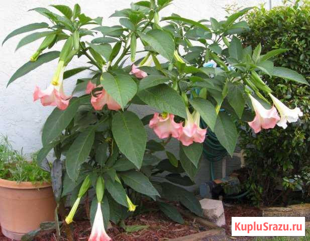 Бругмансия Можайск - изображение 1