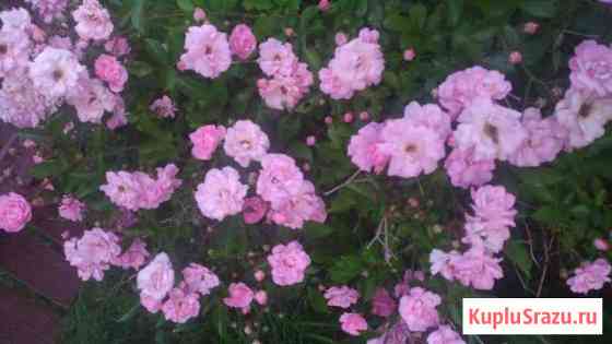 Роза розовая Чехов