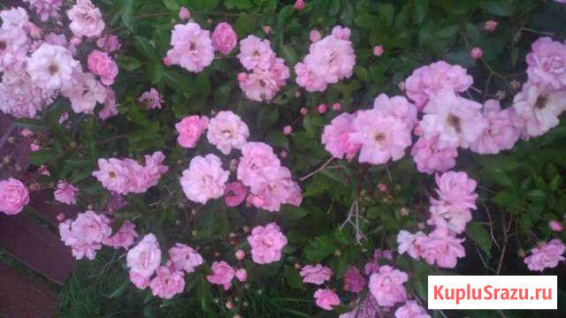 Роза розовая Чехов - изображение 1