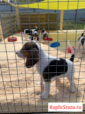 Эстонская гончая. Щеки, Продажа Руза - изображение 1