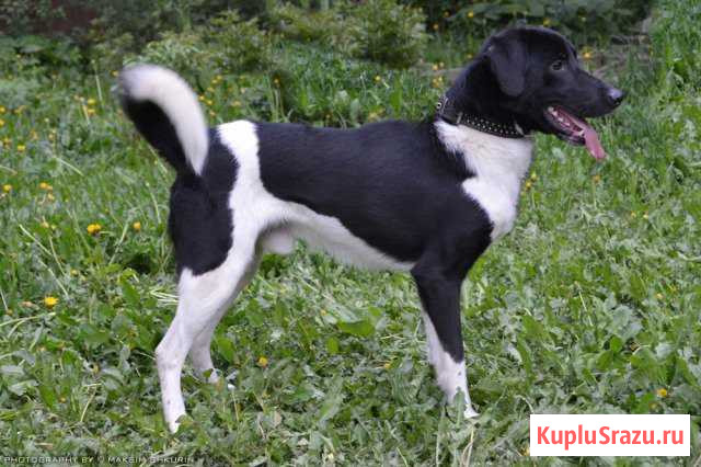 Близкий метис курцхаара в добрые руки Хотьково - изображение 1