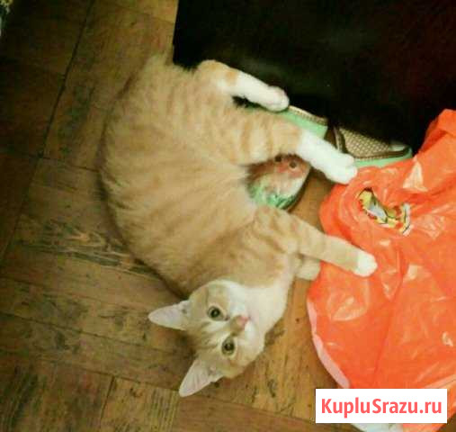 Солнечный котёнок в добрые руки Железнодорожный - изображение 1