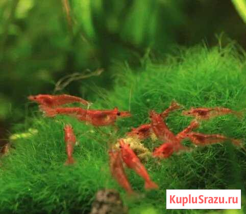 Креветки черри Пушкино - изображение 1