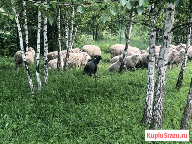 Бараны Тучково - изображение 1