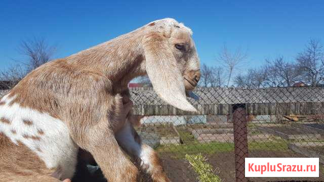 Англо-нубийские козлики Ступино - изображение 1
