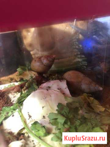 Две ахатинские улитки улитки Видное - изображение 1