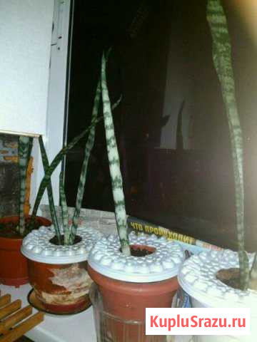 Тещин язык Железнодорожный - изображение 1