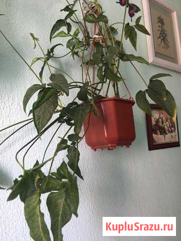 Сингониум Октябрьский - изображение 1