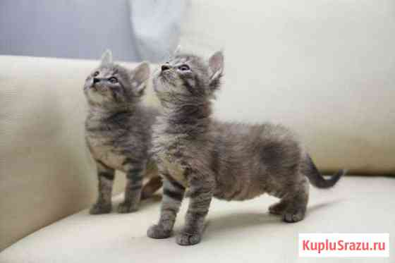 Крутые близнецы Королев