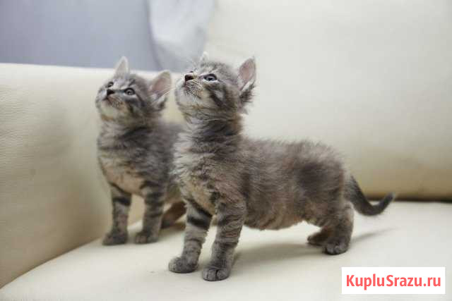 Крутые близнецы Королев - изображение 1