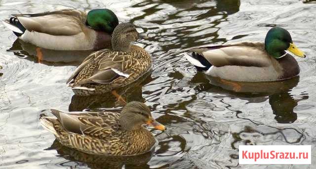 Кряквы(пара). Инкубационное яйцо Истра - изображение 1