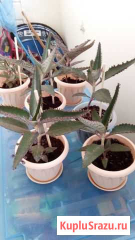 Каланхоэ Лобня - изображение 1