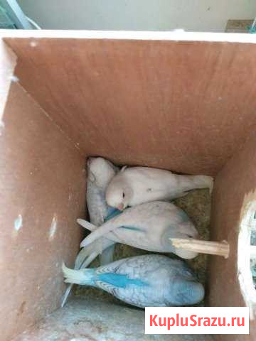 Чехи ввп Санкт-Петербург - изображение 1