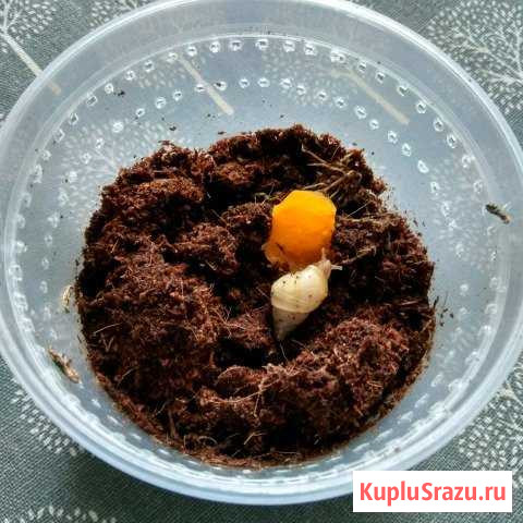 Лимиколярия униколор Санкт-Петербург - изображение 1