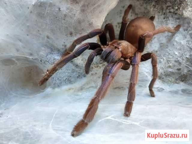 Пауки птицееды для опытных Санкт-Петербург - изображение 1