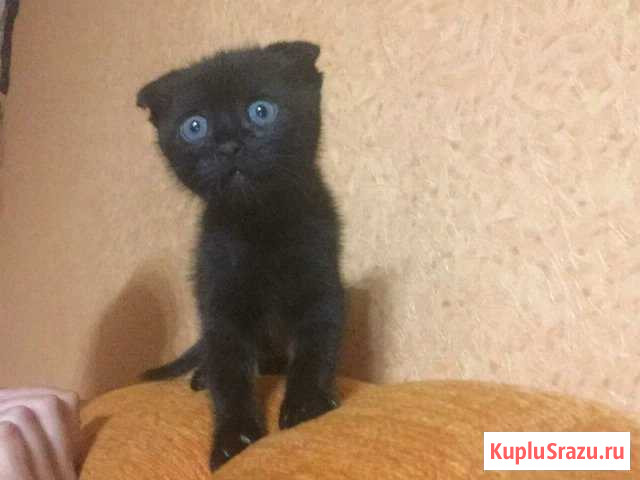 Вислоухий котенок Лабинск - изображение 1