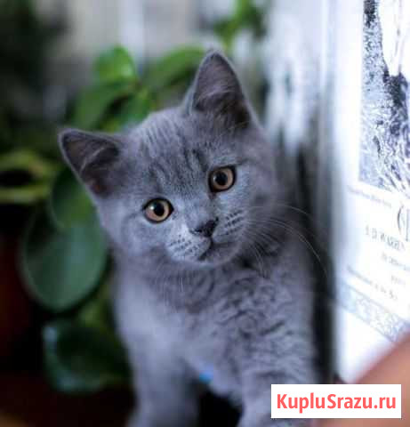 Продаются котята Пластуновская - изображение 1