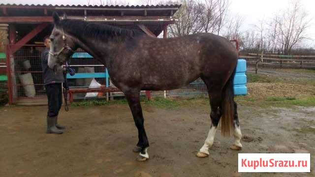Лошадь Курганинск - изображение 1